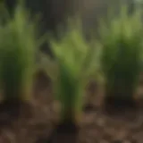 Varieties of Kentucky bluegrass seeds showcasing their distinct features.