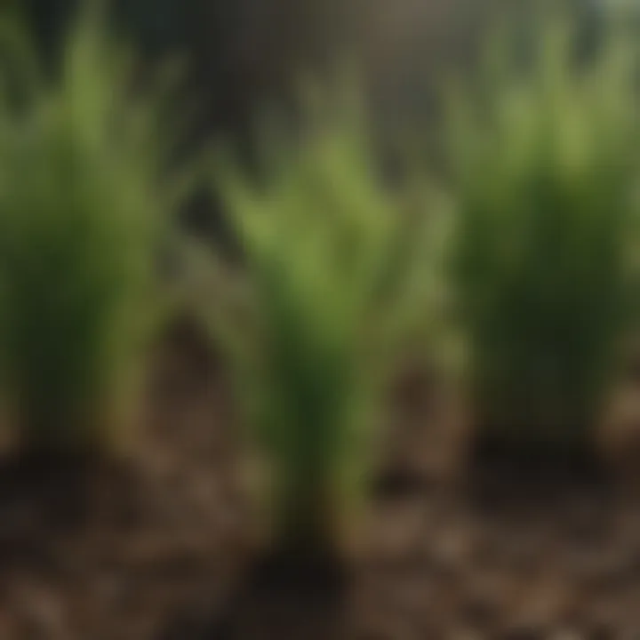 Varieties of Kentucky bluegrass seeds showcasing their distinct features.