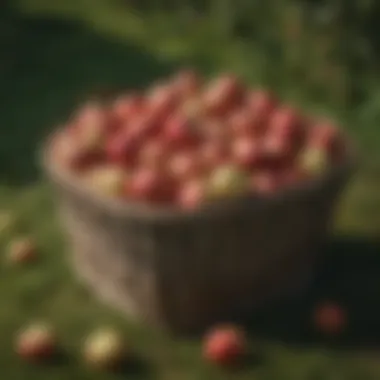 Close-up of a high-quality apple picker basket