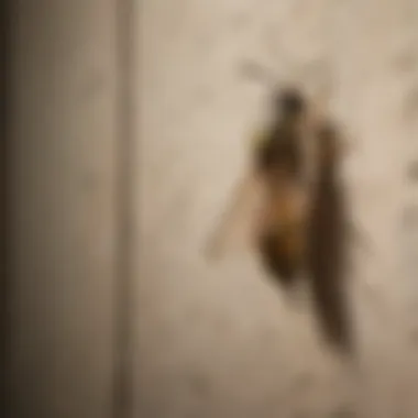 DIY wasp repellent spray being applied outdoors