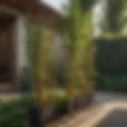 Bamboo stakes supporting tomato plants in a garden