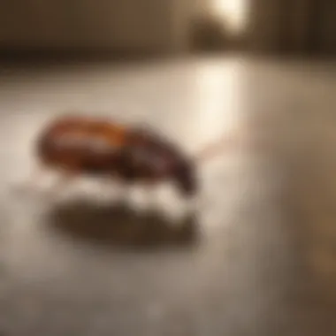 Before and after using Bengal Roach Spray on a roach-infested area