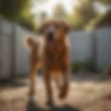 Large dog exploring a safe yard