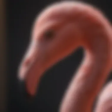 Close-up of Bloem Pink Flamingo's Elegant Profile