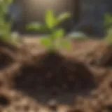Fertile soil enriched with Burpee seed starting mix brick