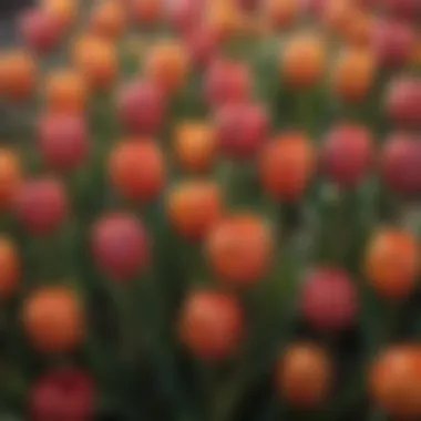 Colorful Tulip Bulb Arrangement