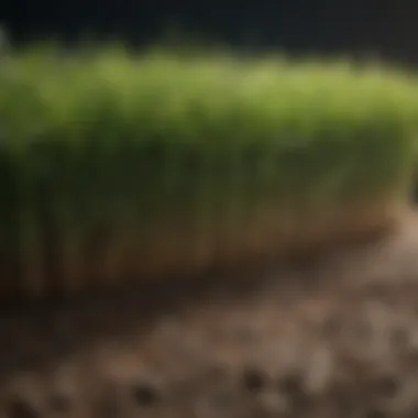 Precision Sowing Techniques Expertly sowed grass seed covering bare soil