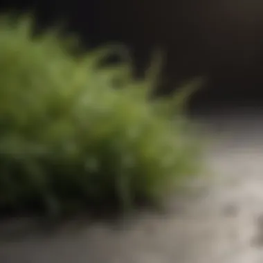 Close-up of weeds being treated with Ortho WeedClear Concentrate