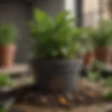 Close-up of Miracle-Gro potting mix showcasing its rich texture and ingredients