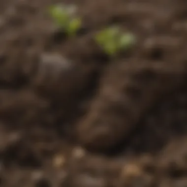 Cow Manure Nutrient Contribution