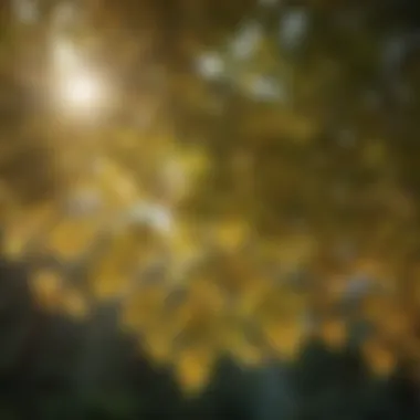 Close-up of leaves filtering sunlight in a canopy
