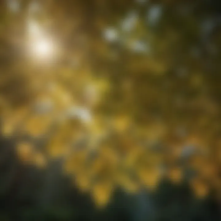 Close-up of leaves filtering sunlight in a canopy