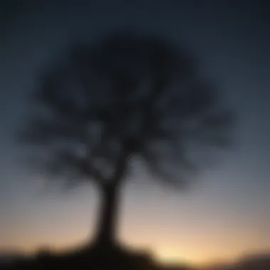 Dramatic Silhouette of Tree Under Moonlight