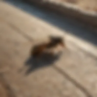 Natural methods for wasp control