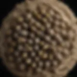 Safe Wasp Nest Removal Technique Wasp nest removal technique