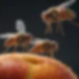 Close-up of fruit flies on a piece of fruit