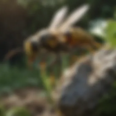 Biological Control in Action Natural predator of wasps in a garden setting