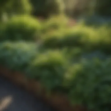 Lush Coastal Maine Garden Foliage Lush green foliage flourishing in the perfect raised bed mix blend along Maine's coast