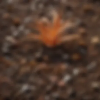 Close-up of organic components in Coast of Maine potting soil