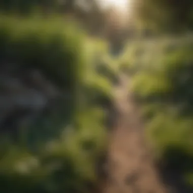 Patch Master Grass in a Biodiverse Habitat Patch Master Grass contributing to biodiversity in a natural habitat