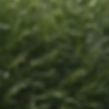 Close-up of Patch Master Grass Leaf Structure Close-up of Patch Master Grass showcasing its unique leaf structure