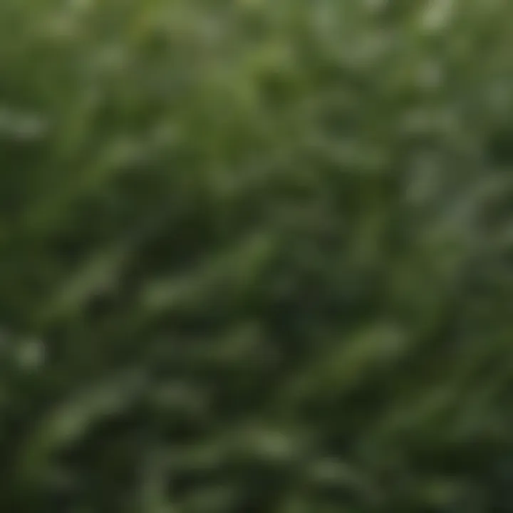 Close-up of Patch Master Grass Leaf Structure Close-up of Patch Master Grass showcasing its unique leaf structure