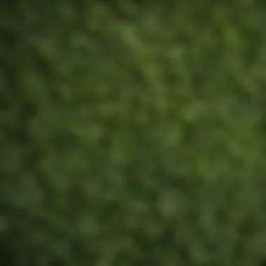 High-Quality Leaf Detail of an Artificial Tree Close-up of a high-quality artificial tree leaf detail