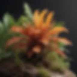 Fungus-infected plant being treated with granular fungicide