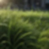 A lush green lawn showcasing different grass types