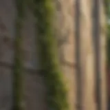 Mildew on Residential Exterior Exterior wall affected by mildew