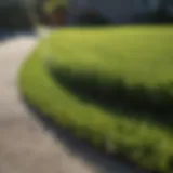 Innovative Lawn Edging Technique