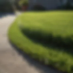 Innovative Lawn Edging Technique