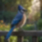 Majestic Blue Jay perched on a garden fence