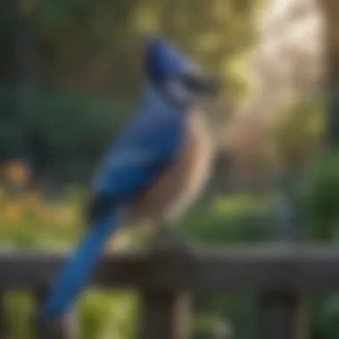 Elegance in Blue: The Majestic Blue Jay Majestic Blue Jay perched on a garden fence