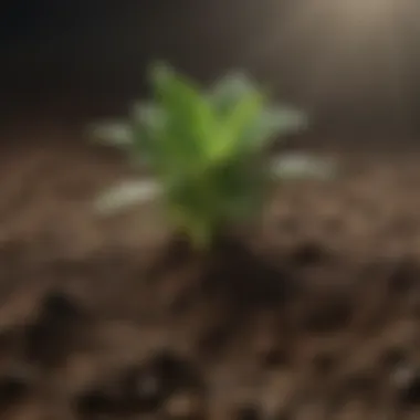 Close-up of nutrient-rich soil with Miracle Gro for plant growth