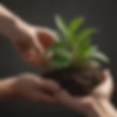 Before and After with Miracle-Gro Hand holding a plant treated with Miracle-Gro for comparison
