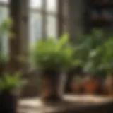 Lush green plants thriving with Miracle-Gro nutrients
