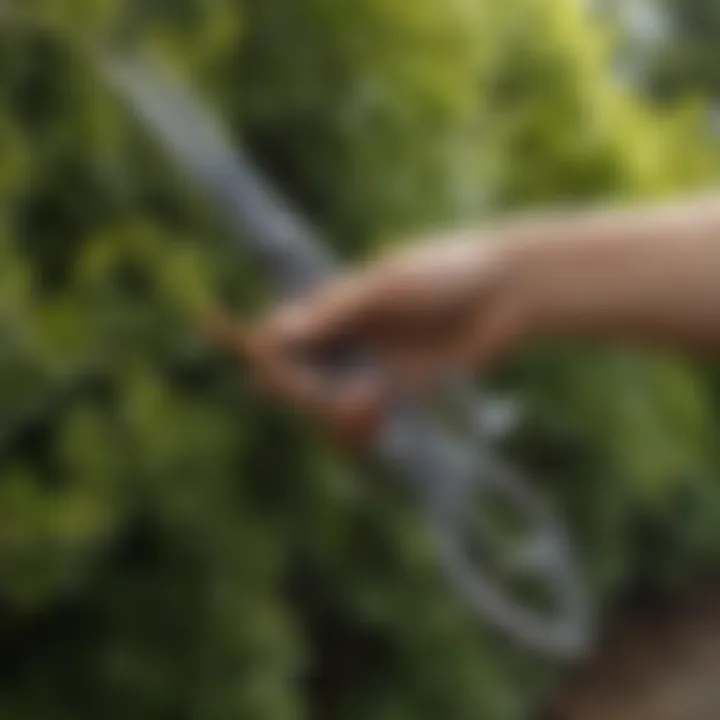 Gardener maintaining hedge shears with proper tools