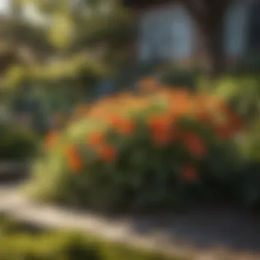 Blooming Flowers in a Well-Maintained Garden Beautiful Flowers Blooming in Well-Maintained Garden