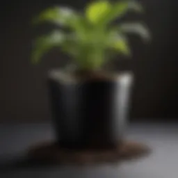 Organic Black Gold Potting Soil in a Stylish Container