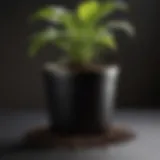 Premium Black Gold Potting Soil in a Stylish Container Organic Black Gold Potting Soil in a Stylish Container