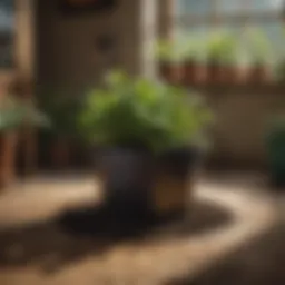 Organic gardening with Miracle-Gro Potting Soil