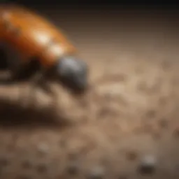 Organic Insect Killer Granules