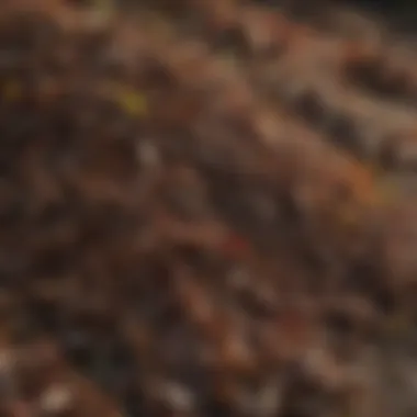 Organic Mulch Variety