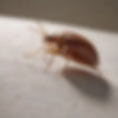 Advanced Barrier Method Against Bed Bugs Ortho Bed Bug Treatment - Barrier Protection