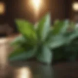 Peppermint leaves