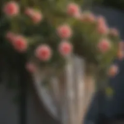 Pruned rose bush with drop cloth