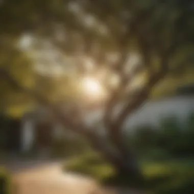 Serenity of Pruned Tree Branches Pruned tree branches in a serene garden setting