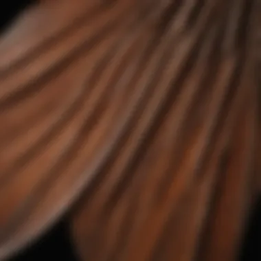 Close-up of Redwood Bat's Unique Wing Structure Close-up of Redwood Bat's Unique Wing Structure