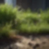 Green grass sprouting in sunlight
